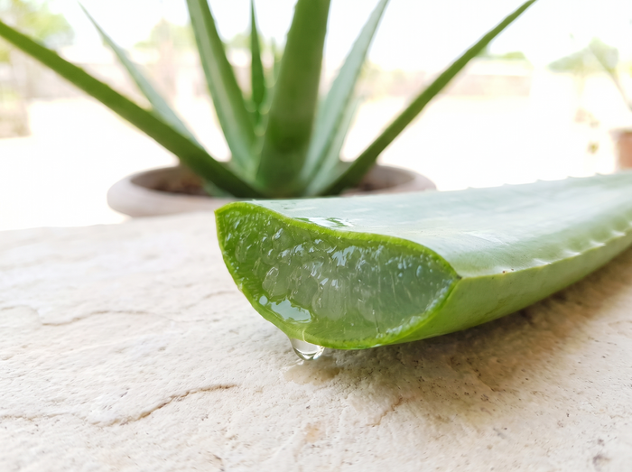 Aloe vera leaf cut open